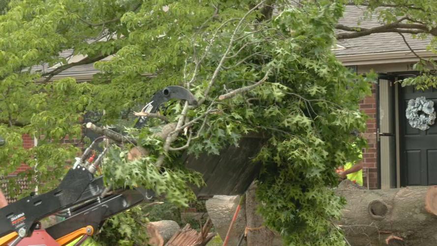 BUSY TREE REMOVAL COMPANIES