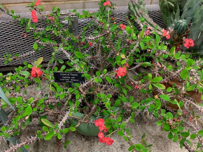 SPRING GARDENING 3.jpg