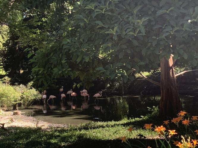 Flamingos at the zoo