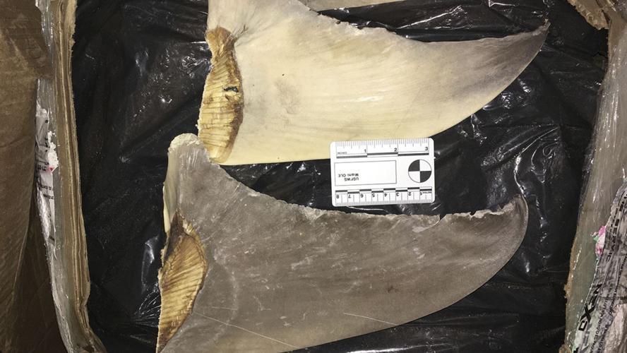Shark Fins