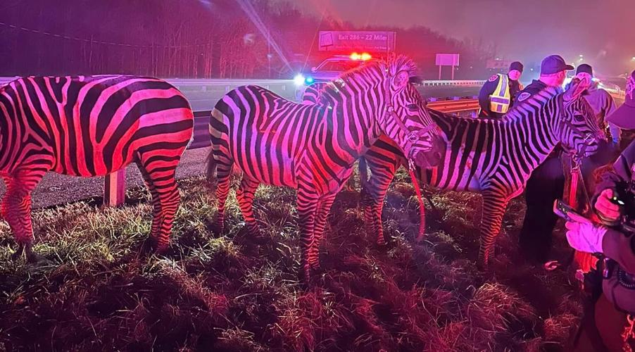 Grant County animals on interstate 3.jpg