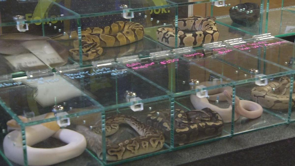 IMAGES Inside the Indiana Reptile Breeders Expo held monthly in