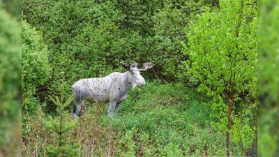 rare white moose 11-17-20.jpg