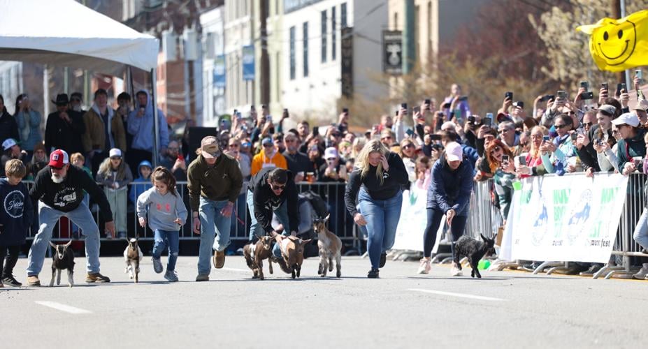 Goats begin race at Bock Fest.JPG