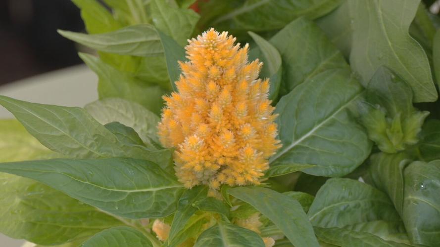 Celosia