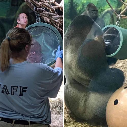 Zookeeper gorilla 2.jpg