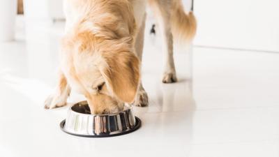 dog food generic 11-8-20.jpg