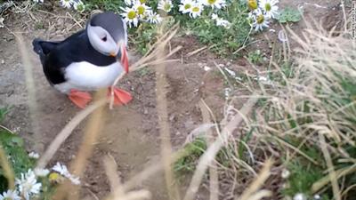 Puffin Cnn 12-31-19.jpg