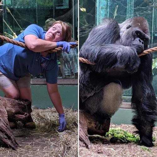Zookeeper gorilla.jpg