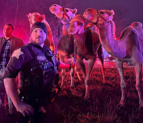 Grant County animals on interstate 2.jpg