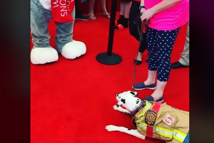 OREO THE FIRE DOG AND SNOW FOX - COURTESY OREO BARDSTOWN FIRE DOG ON FACEBOOK.jpg