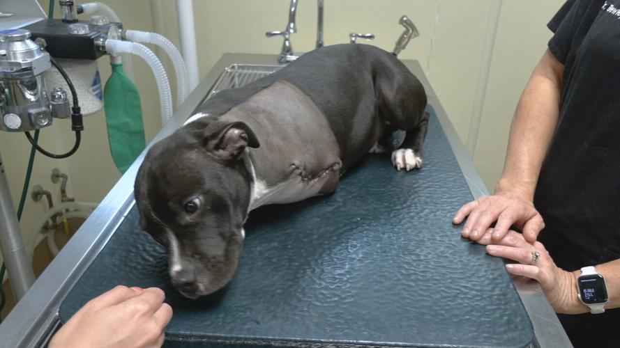 COWBOY THE DOG GETS ADOPTED