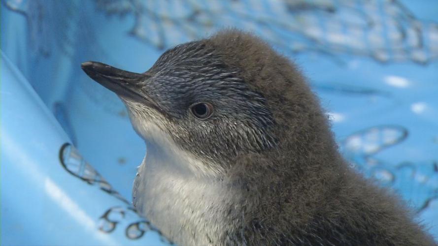 Baby penguin 1.jpg
