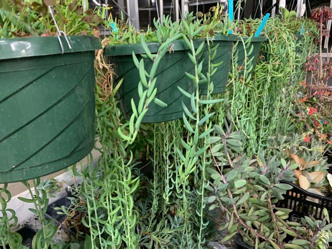 SPRING GARDENING 2.jpg