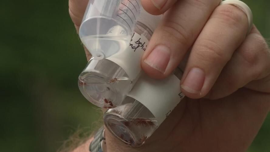 Louisville Metro Health Department collecting tick samples