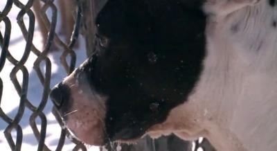 Dog in snow (WXIN Fox 59)