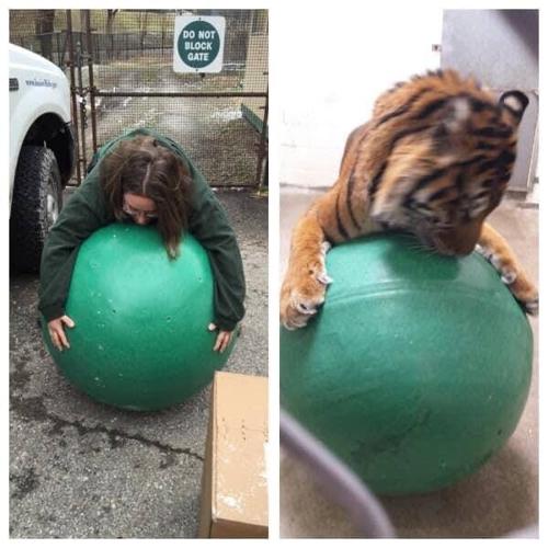 Zookeeper tiger.jpg