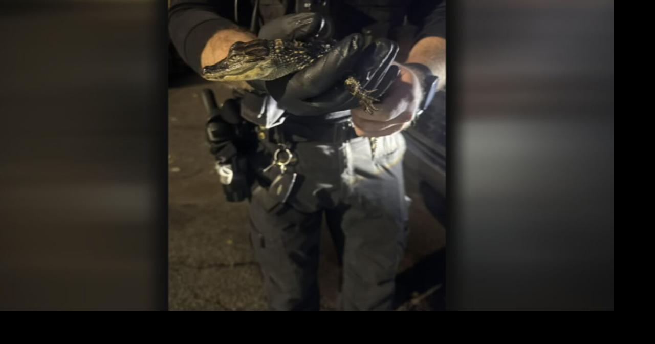 Alligator found in southern Indiana apartment complex leads to police investigation