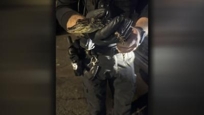 Alligator found at southern Indiana apartment complex