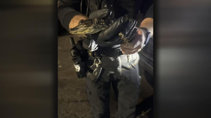 Alligator found at southern Indiana apartment complex