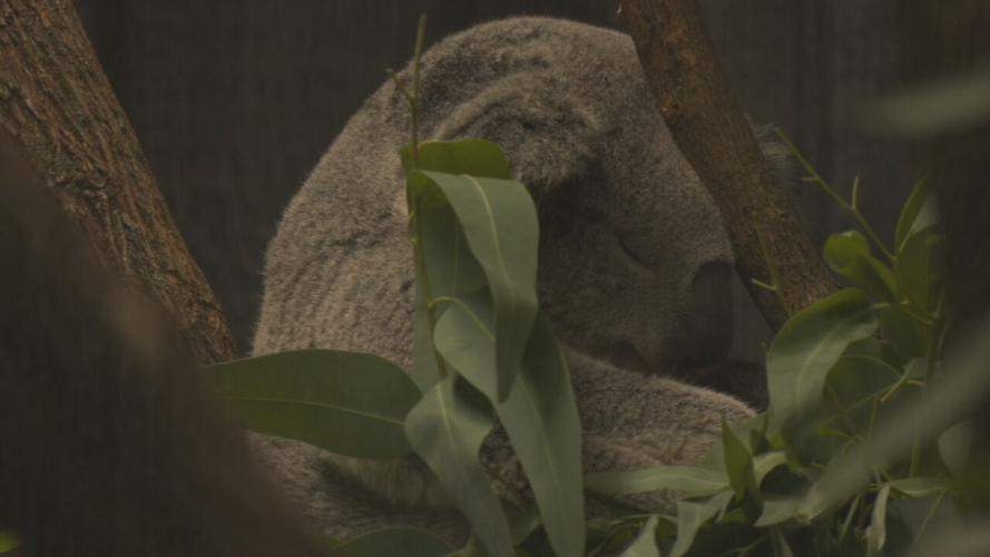 The Louisville Zoo welcomed two new koalas. They are now on exhibit at the foot of Glacier Run.