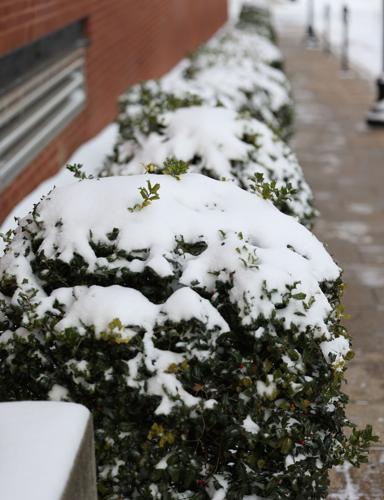 Snow on bushes.JPG