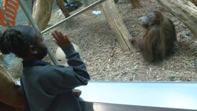 Orangutan at zoo
