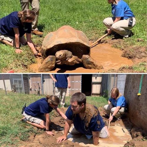 Zookeeper turtle.jpg