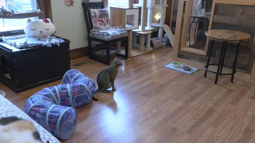 LUCKY CAT CAFE REOPENING