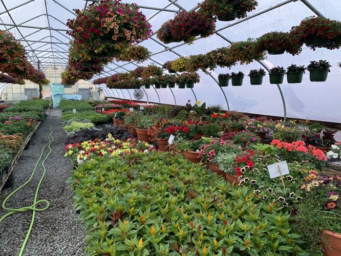 CHARLESTOWN FARM AND GARDEN - PLANTS FLOWERS SPRING PLANTING KK - 5-6-2021  (2).JPG