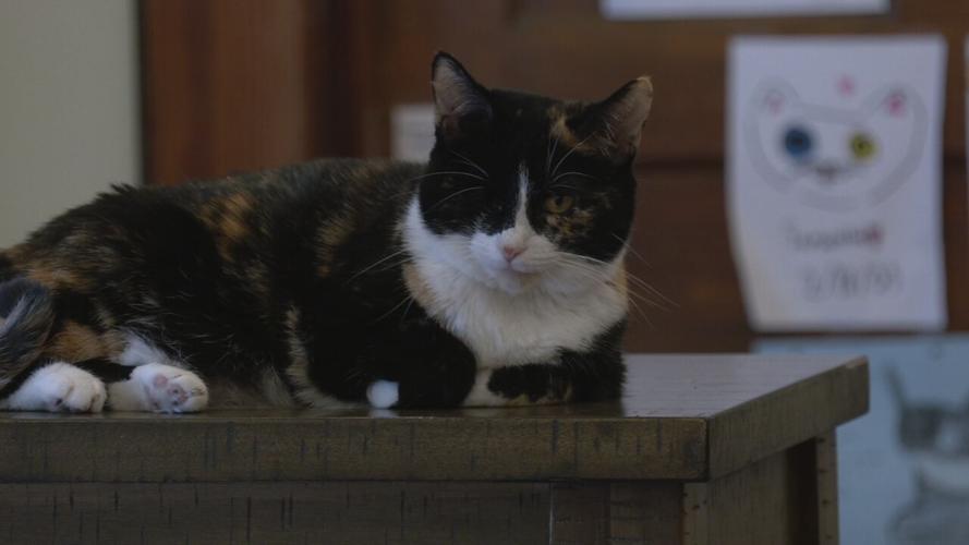 LUCKY CAT CAFE REOPENING