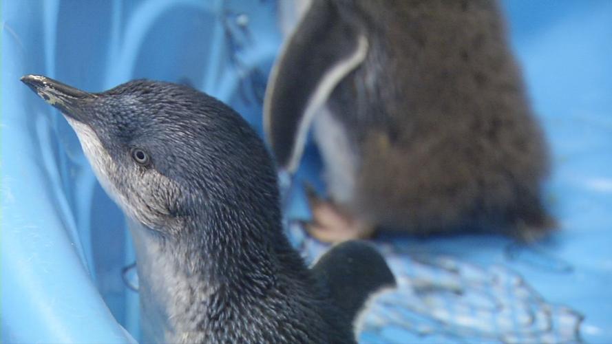 Baby penguin 2.jpg