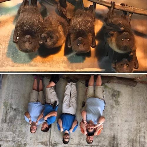 Zookeepers bats.jpg