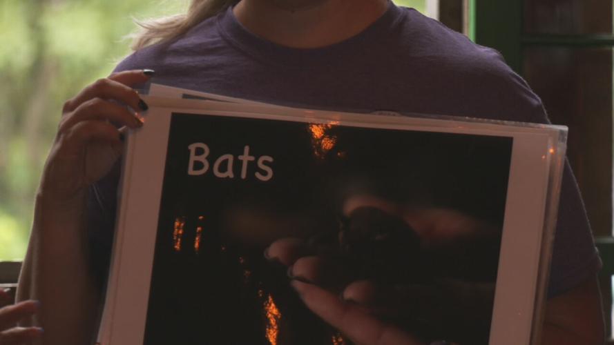 BATS FESTIVAL.jpeg