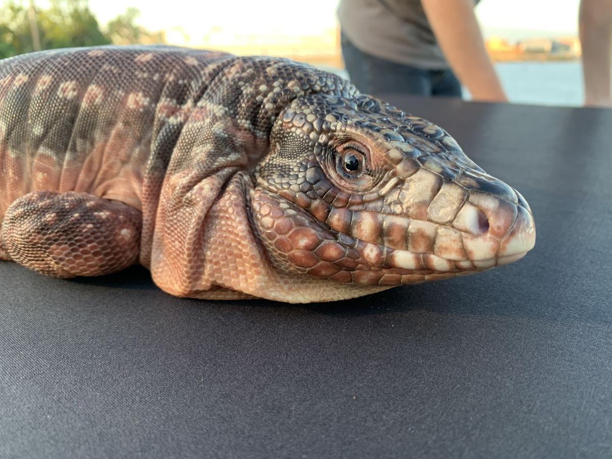 Indiana Reptile Breeders Expo showcases thousands of unique animals