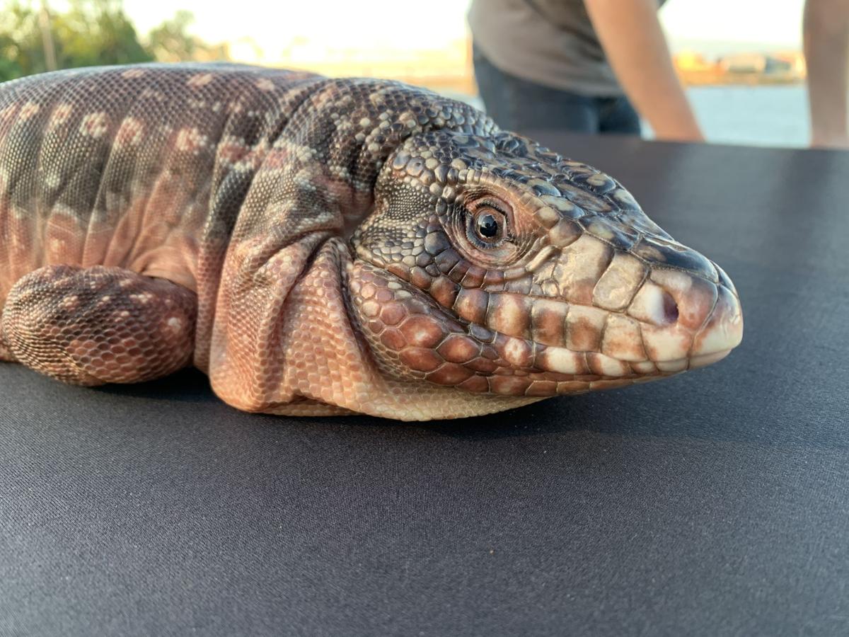 Indiana Reptile Breeders Expo showcases thousands of unique animals