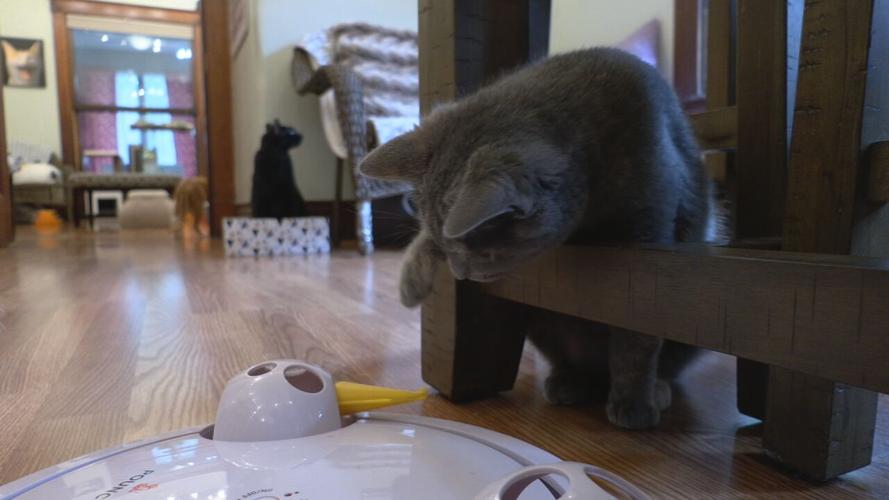 LUCKY CAT CAFE REOPENING