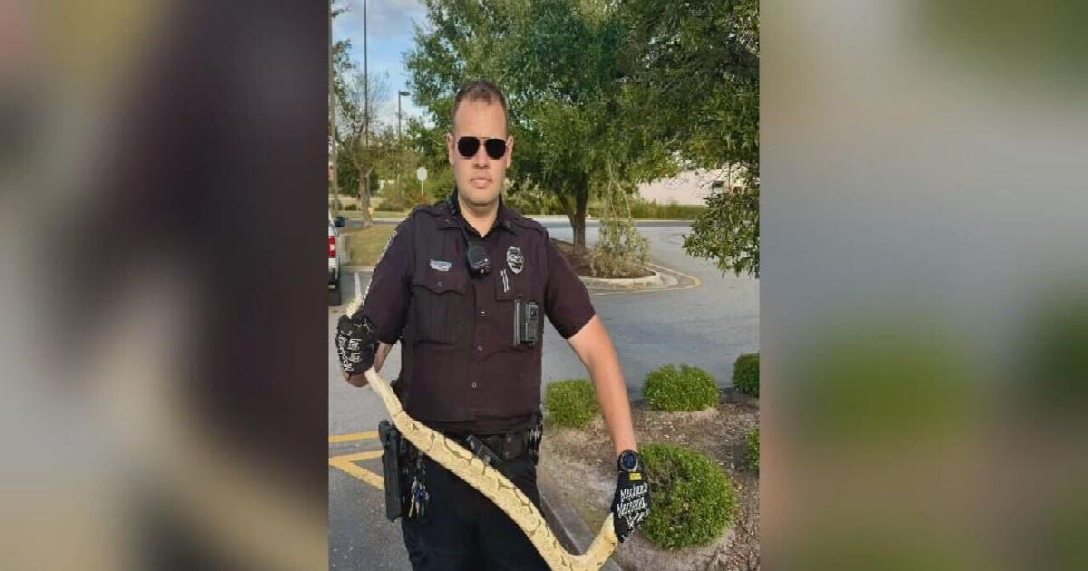 Python Chili North Carolina police called to Chili's parking lot after python ...
