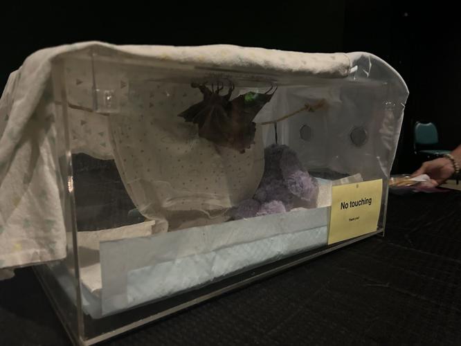 Bat Festival - 2024