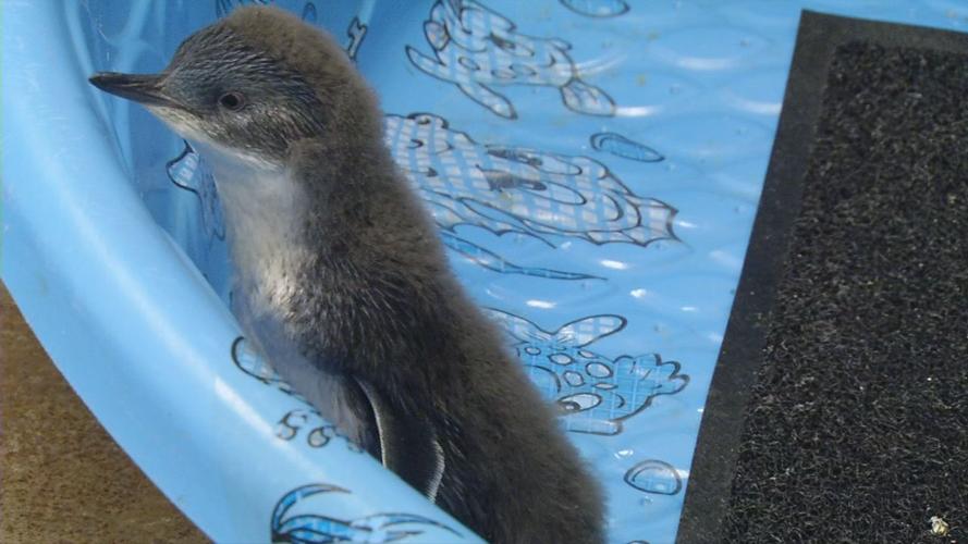 Penguins 3.jpg