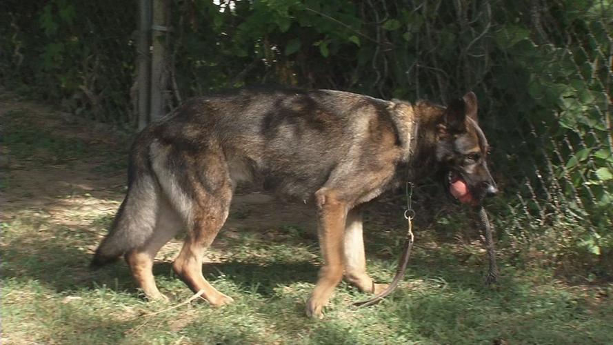 LMPD K-9 TRAUMA KITS 4VO.transfer_frame_3035.jpg