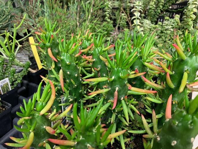 SPRING GARDENING 1.jpg