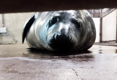 LOUISVILLE ZOO -- SEAL PUP - 1-28-2021.jpg