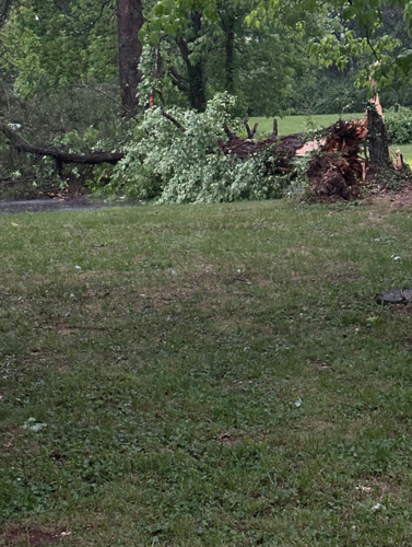 A tree down off Chamberlain Lane