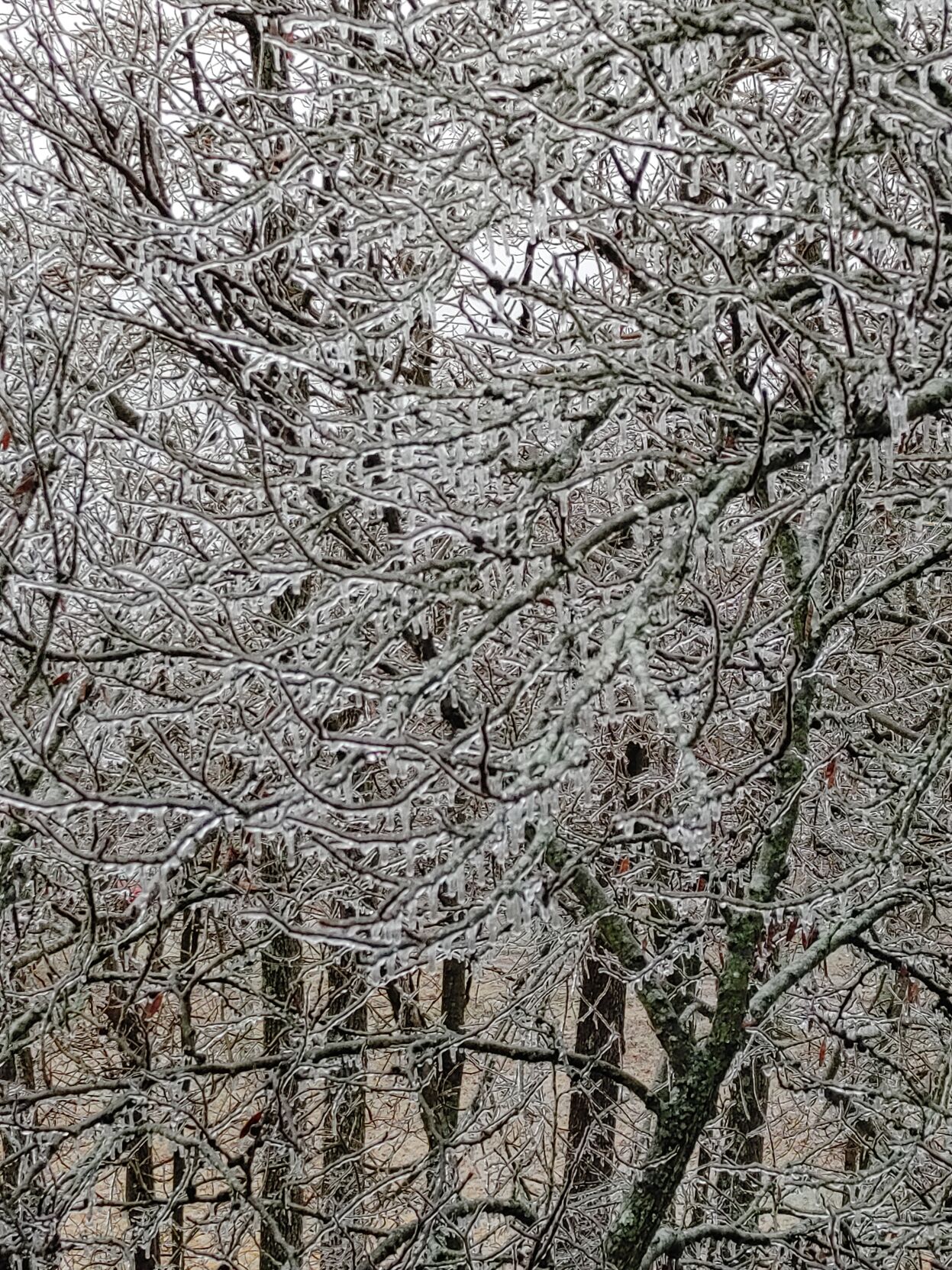 ICE STORM 2-3-2022 - GEORGETOWN INDIANA BRAD FINKIN.jpg