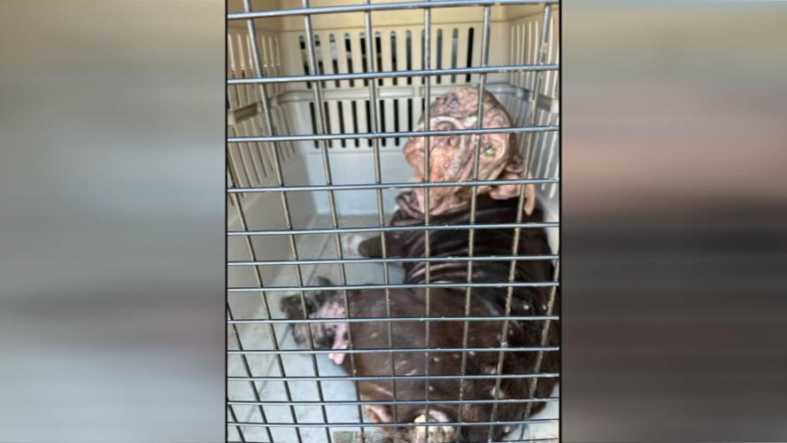 DOG ABUSE ARRESTS 5VO.transfer_frame_326.jpeg
