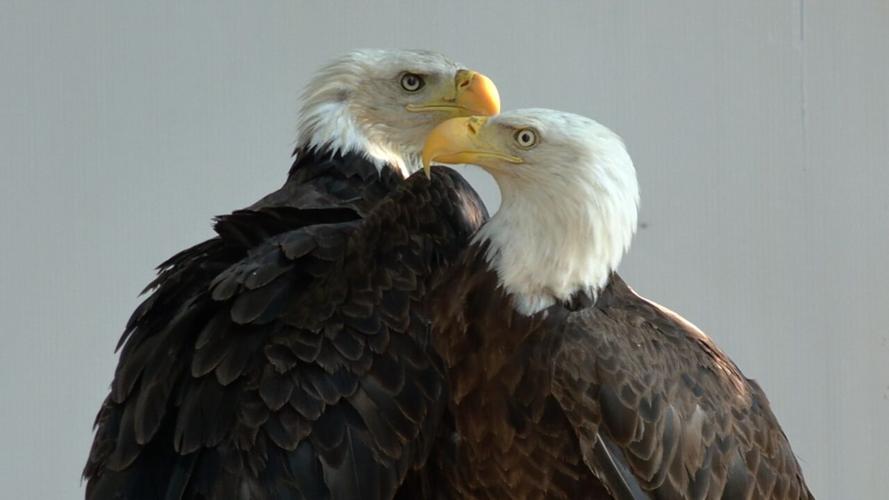 Raptor Rehabilitation giving birds a second chance