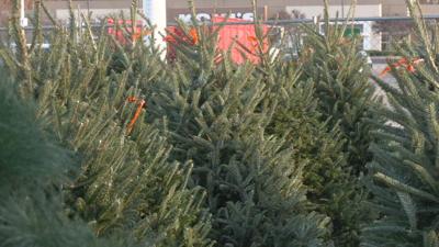 Generic Christmas trees 11-25-21