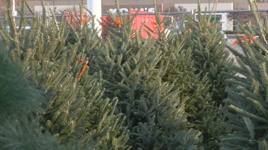 Generic Christmas trees 11-25-21