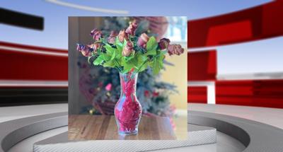 Bacon Roses.jpg